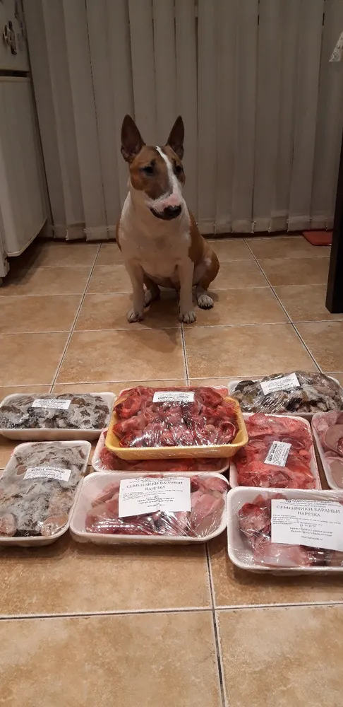 Хозяйка Светлана: "Спасибо за мясо,Эсенька довольна 