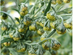 Полынь горькая (Artemisia absinthium) - 100% натуральное эфирное масло