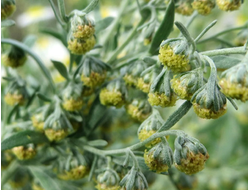 Полынь горькая (Artemisia absinthium) 5 мл - 100% натуральное эфирное масло