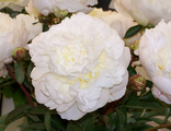 Генри Сасс пион ( Henry Sass Paeonia)