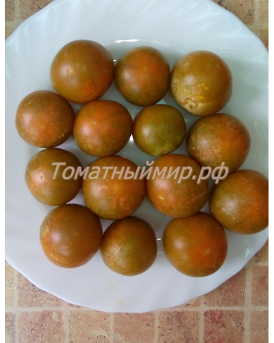 Томат Злая Маслина (Evil Olive, США)