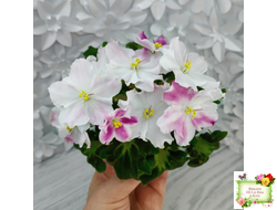 АВ-Птица Певчая (Фиалковод) 2022 г. (гёрл-листья с кроновой пестролистностью)