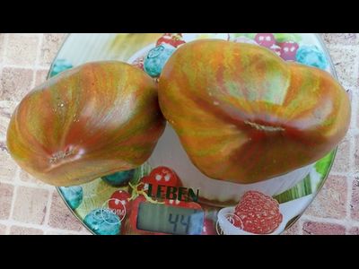 Томат Сердце Марши (Marsha's Starfighter Heart)