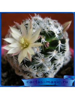Mammillaria duwei