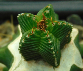 Aztekium valdezii (d=20-22)