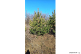 Сосна крымская Черная (Pinus nigra) – фото в ряд - красовский-сад.рф