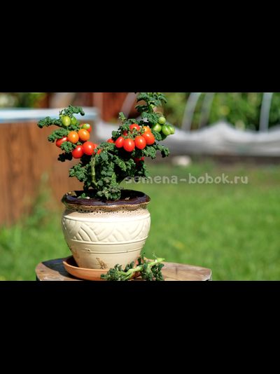 Томат Curly Kaley (Кудрявый Кейли), 7 шт