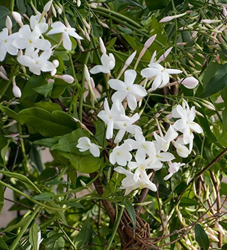 Жасмин крупноцветковый (Jasminum grandiflorum) абсолю (2 г)