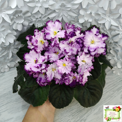 БР-Осирис (С. и Н. Буркацкие) 2022 г.