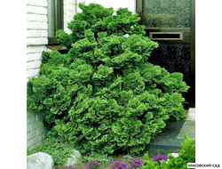 Кипарисовик Нана Грасилис - Nana Gracilis