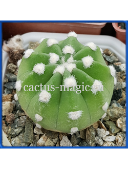 Echinopsis subdenudata