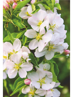 Фотообои Bellissimo "Волшебная яблоня"