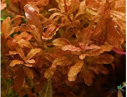 Людвигия инклината (пучок)