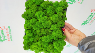 Картины из стабилизированного мха