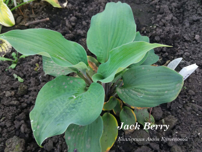 Хоста Jack Berry