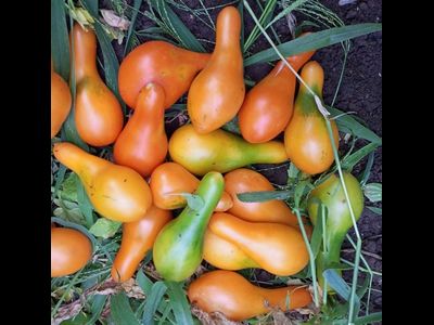 Томат Мила (Mila)