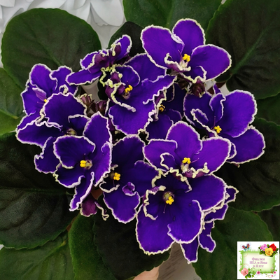 ЛЕ-Прекрасная Креолка (Е. Лебецкая) 2009 г