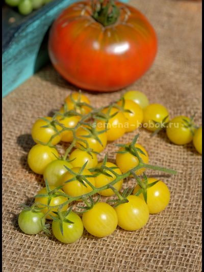 Томат Lotte's Lime (Лайм Лотте), 10 шт