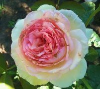 Пьер де ронсар,  (Pierre de Ronsard)   клаймбер.  Meilland