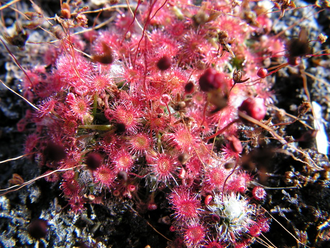 Геммы Drosera Pygmaea