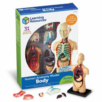LER3336 Развивающая игрушка &quot;Анатомия человека. Тело&quot;  (31 эл.)