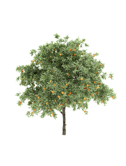 плодовые Апельсин