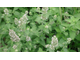 Котовник лимонный (Nepeta Cataria) - 100% натуральное эфирное масло