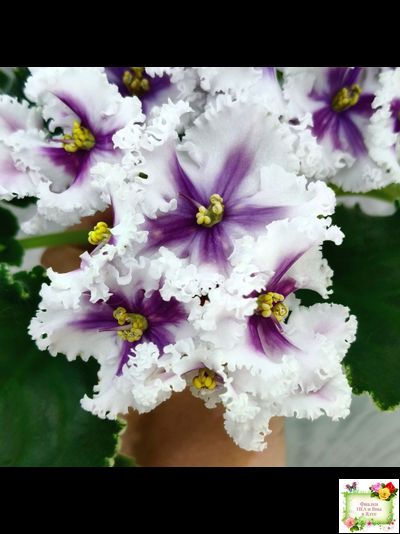 МТ-Сладкая Фантазия химерный спорт