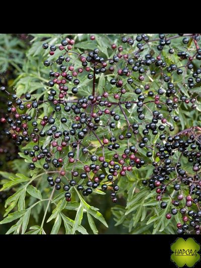 БУЗИНА ЧЕРНАЯ "ЛАЦИНИАТА" (ОЧЕНЬ КРАСИВА, ЯГОДЫ ЛЕЧЕБНЫЕ, ОТПУГИВАЕТ КРОТОВ И МЫШЕЙ, ХОРОШО СТРИЖЕТСЯ) (саженец 60-70 см)