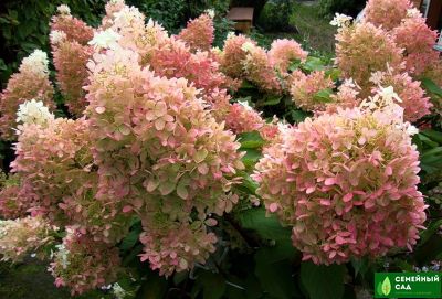 Гортензия метельчатая "Phantom" (Фантом)