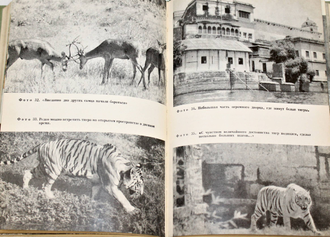 Джи Э.П. Дикие животные Индии. М.: Прогресс. 1968г.