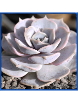 Echeveria lilacina