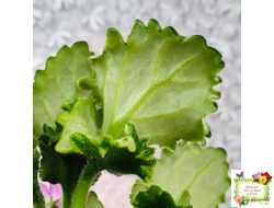 LV-Крапивка (Л. Шевелева) 2024 г. (лист посажен 15.09.25)