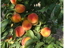 Персик Ветеран 4-х летка
