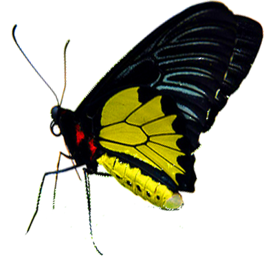 Букет пионовидных роз с большой бабочкой    "Весенний ветер" с тропической бабочкой №3