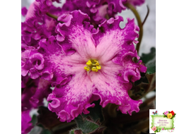 Nik-Любовный Напиток (Н. Булко) 2023 г.