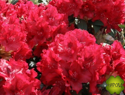 РОДОДЕНДРОН ГИБРИДНЫЙ "БУЗУКИ" (САЖЕНЕЦ 20 СМ) АРОМАТНЫЙ