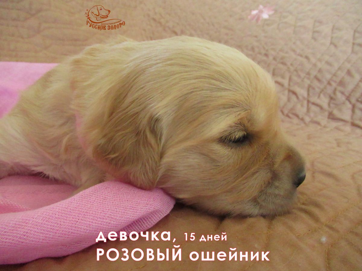 РЗ Палитра Весны, девочка розовый ошейничек, 15 дней