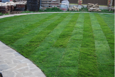 Рулонный газон "Стандарт"