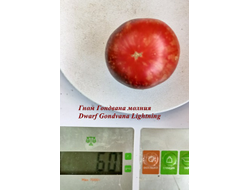 Томат Гондвана молния (Dwarf Gondwana Lightning)