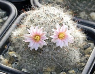 Mammillaria glassii - 5 семян