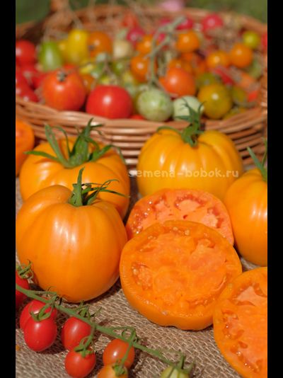 Томат Regalo Dall Italian (Подарок из Италии), 10 шт