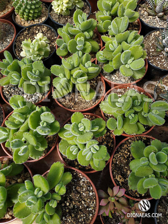 Cotyledon Tomentosa