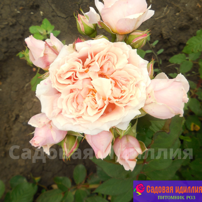 Поль Бокюз (Poul Bocuse)