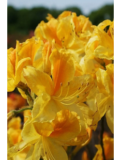 Рододендрон (Азалия) Goldtopas