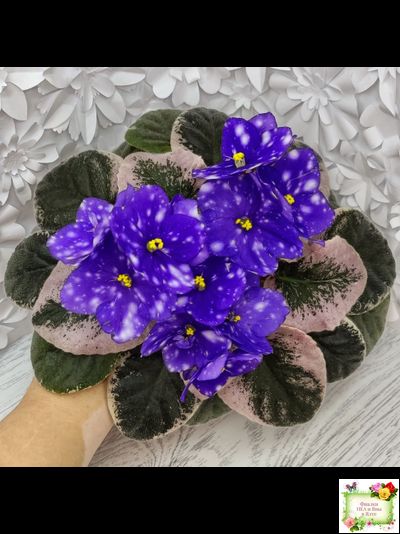 Rivermist Heavenly (J. Baker) (10985) NEW 05/21/2018