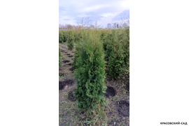Туя Брабант фотография туи к посадке в питомнике Красовский-Сад.рф