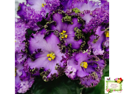 АВ-Пенная Вечеринка (Фиалковод) 2021 г.