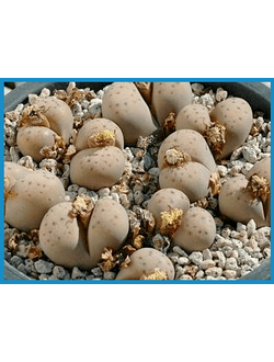 Lithops dinteri ssp. frederici C 180