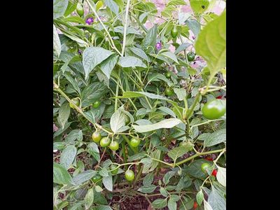 Перец острый Rocoto Mini Olive (Мини олива Рокото)